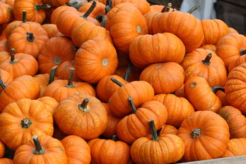 Pumpkins / Multicolored decorative pumpkins on autumn festival