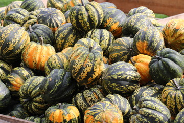 Pumpkins / Multicolored decorative pumpkins on autumn festival