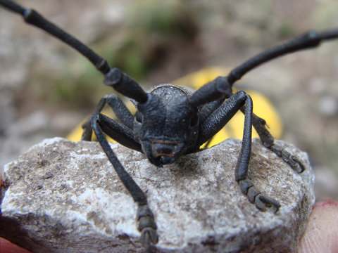 Beetle on a stone