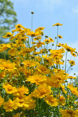 黄色い花