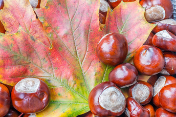 Herbstlicher Gruß quer