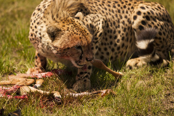 cheetah