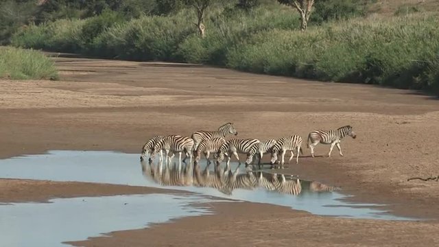 A herd of zebra drinking from a pool of water in a dried up river bed in the African wilderness.
