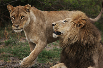 lions