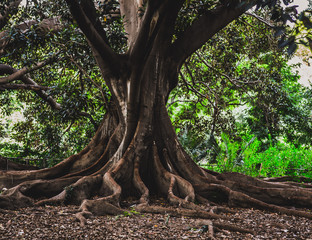 Ancient Trees of Palermo