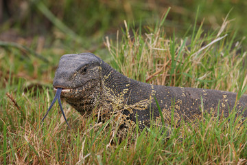 monitor lizard