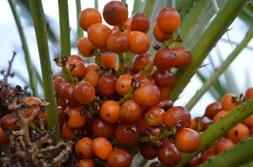 frutto  palma nana sicilia- flora riserva dello zingaro