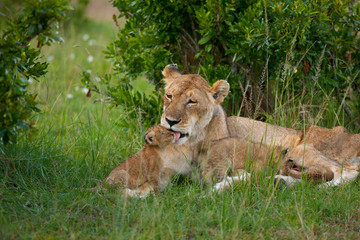 lions
