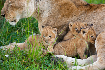 lions