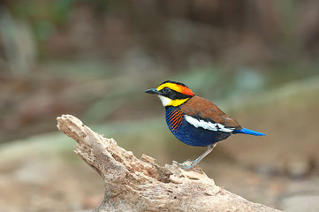 Malayan Banded Pitta male stand on stump in nature