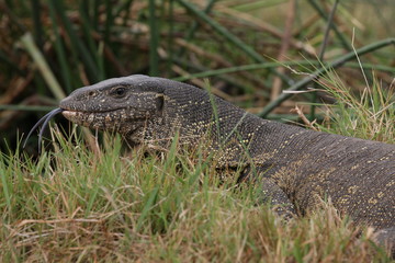 monitor lizard