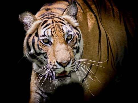 Tiger looking his prey and ready to catch it.