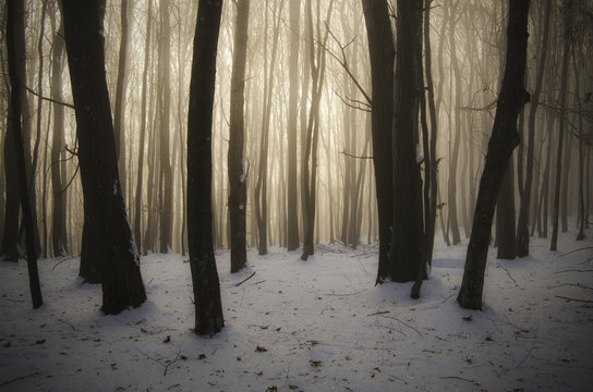 Fototapeta sunset in misty forest with snow on ground and golden winter light