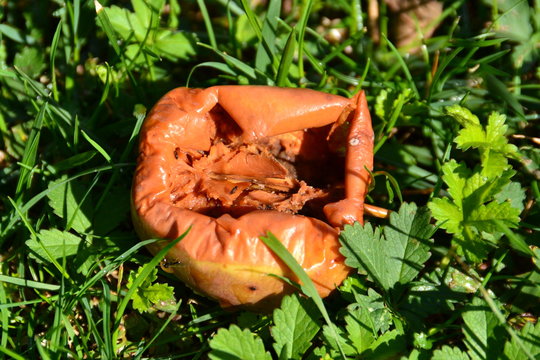 Pomme pourrie