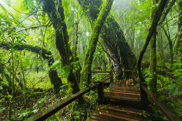 Fototapeta na wymiar Evergreen forest with wooden walkway after rainy