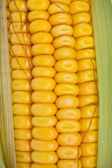 organic sweet corn