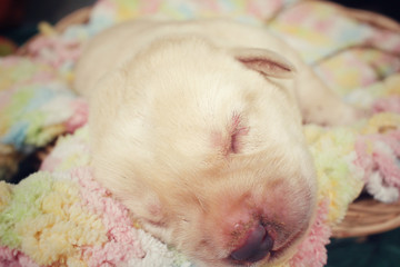 Labrador puppy sleeping