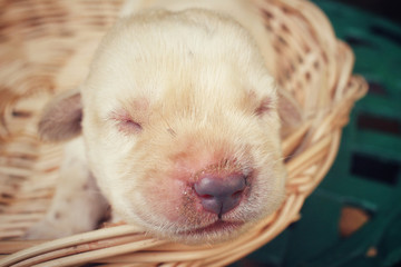 Labrador puppy sleeping