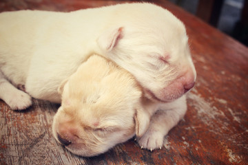 Fototapeta na wymiar Labrador puppy sleeping