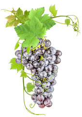 grappe de raisin muscat, feuilles de vigne, fond blanc