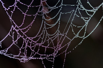horror cobweb, isolated on background, nature