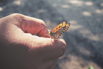 Butterfly on hand