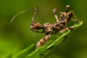Fototapeta premium Spined Assassin Bug on Green Leaf