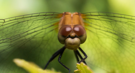Portrait of Dragonfly With Wings Extending to Sides