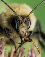 Fuzzy Yellow Bumble Bee shows off Red Mouthparts