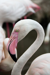 Fototapeta premium flamingo