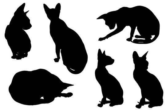 collage of silhouettes cat