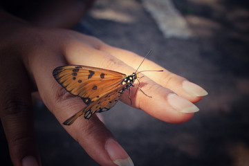 Fototapeta na wymiar Butterfly on hand