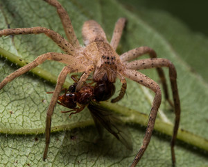 Brown wolf spider eats red ant with wings on green leaf