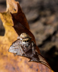 Fototapeta premium Brown Jumping Spider on Yellow Leaf