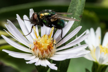 Green Shiny Fly on White Aster