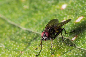 Fly with bright red eyes on green leaf