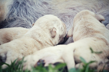 Mom and labrador puppies suckling
