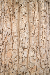 wood background