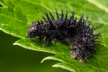 Small black spiky caterpillar on green leaf.  Will grow up to be a beautiful giant silk moth.