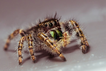 Small Black Jumping Spider with Shiny Green Mouth