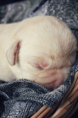 Labrador puppy sleeping
