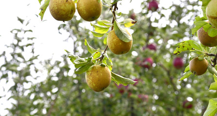 Apple Orchard, yellow apples with ilness