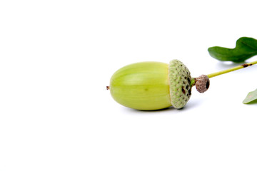 acorn on a white background
