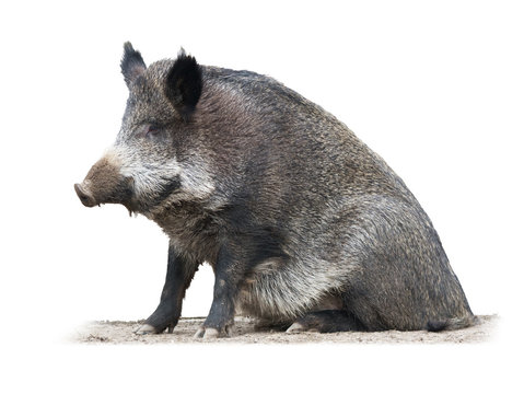 Wild boar isolated on white