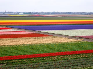 Crédence de cuisine en verre imprimé Tulipe Modèle de champ de tulipes