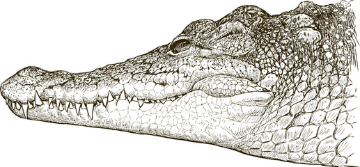 crocodile portrait
