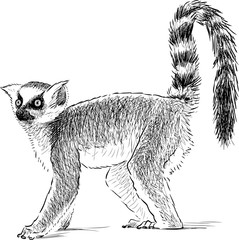 Naklejka premium funny lemur