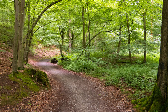 Fototapeta Winding road through the forest