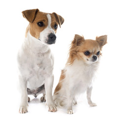 jack russel terrier and chihuahua