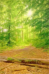  forest lane - illustration based on own photo image